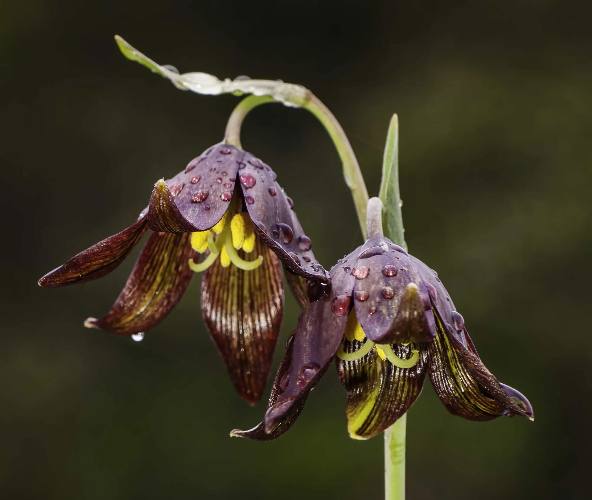 Chocolate lily, two nodding bell flowers in deep purple-brown with yellow-green markings, beaded with raindrops
