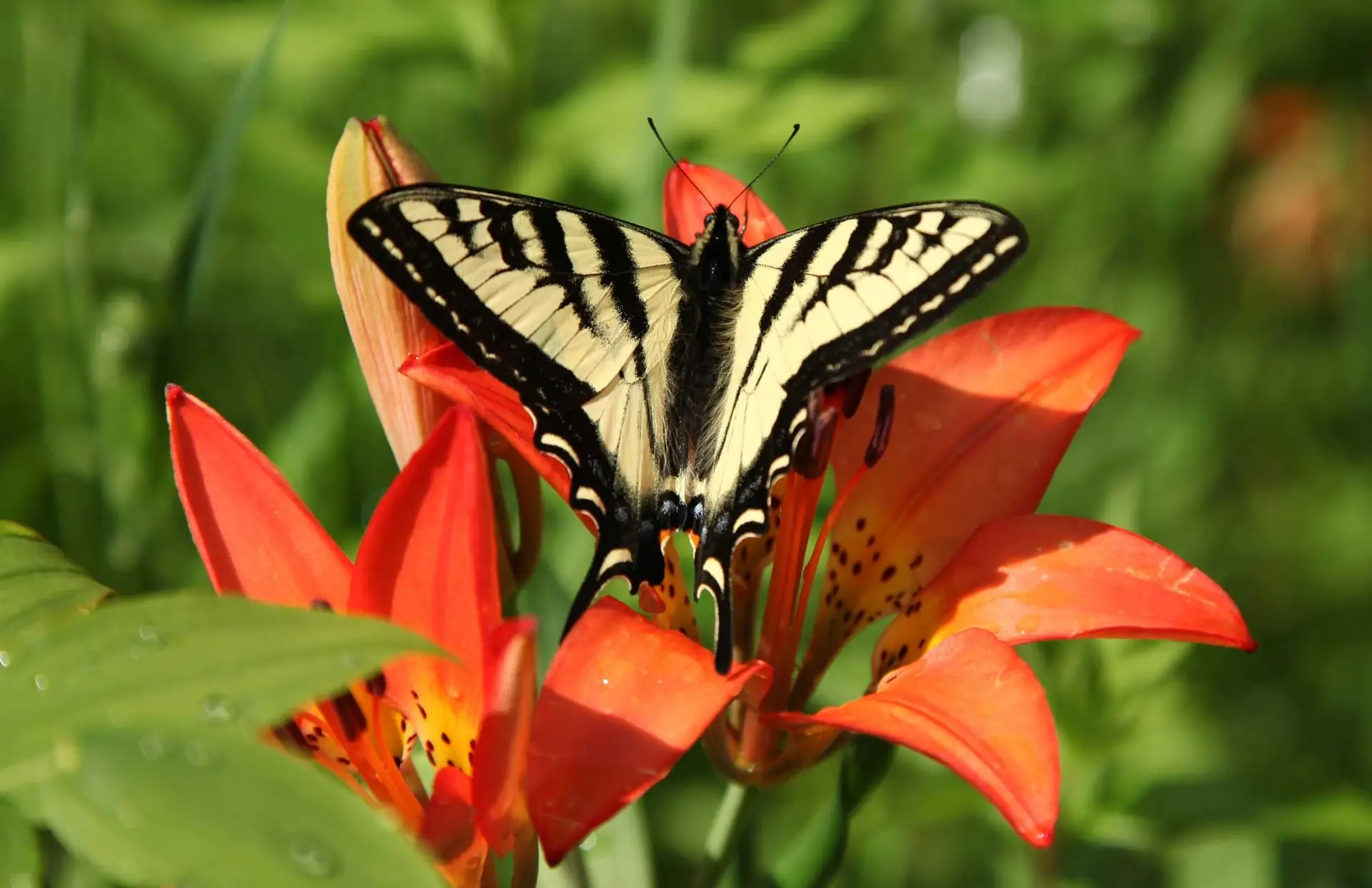 Tiger swallowtail butterfly, yellow with black stripes, on an orange wood lily