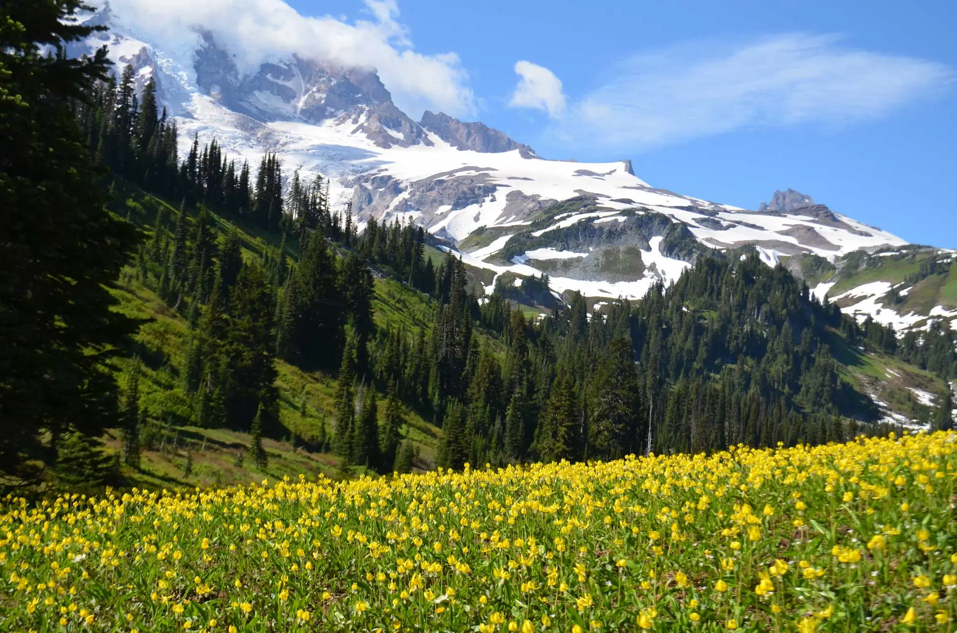 Glacier lilies, a sweep of yellow flowers across a mountain meadow below snowy peaks and evergreen forest