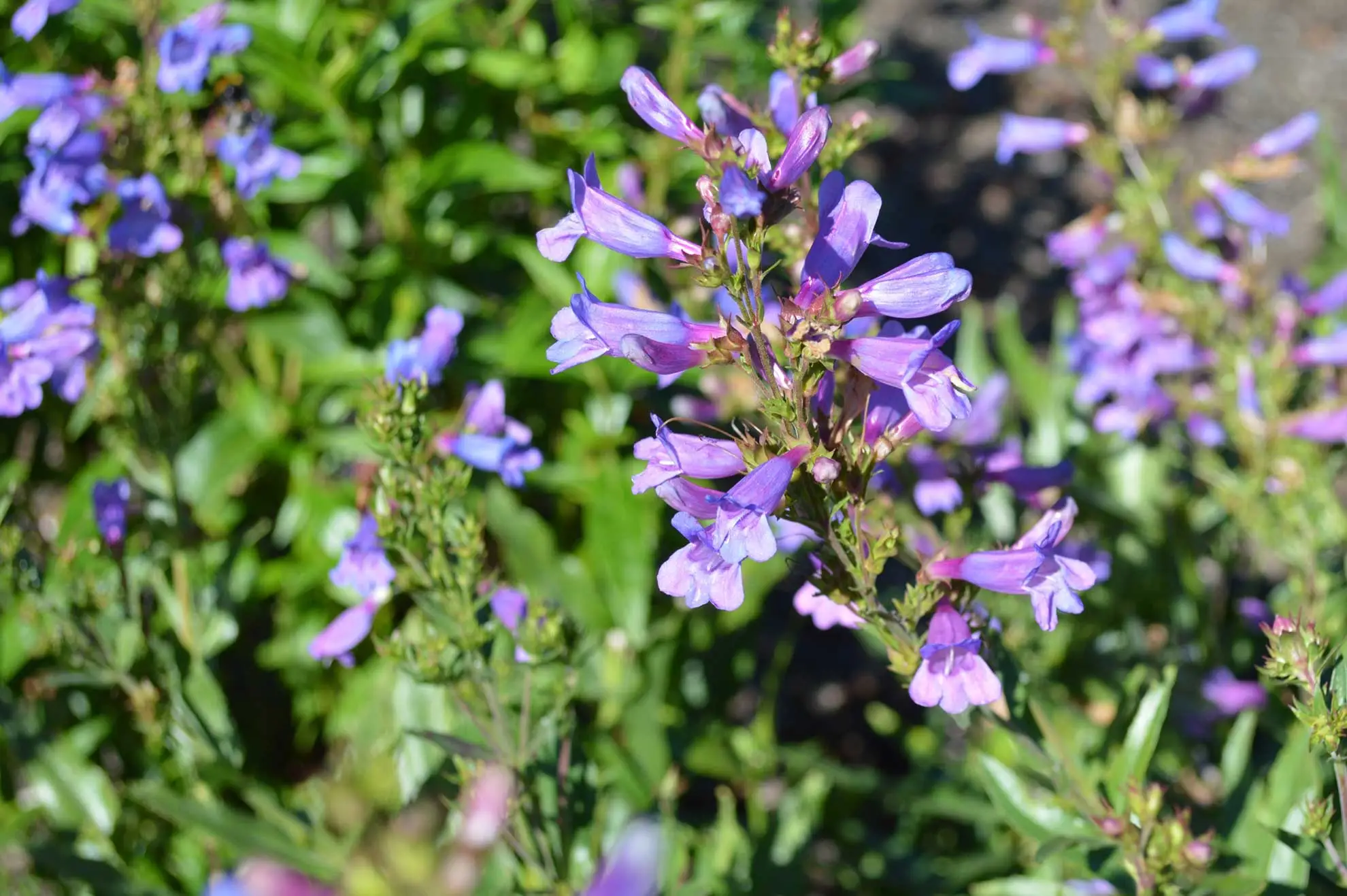 Foothill penstemon, blue-violet tubular flowers shading to pink