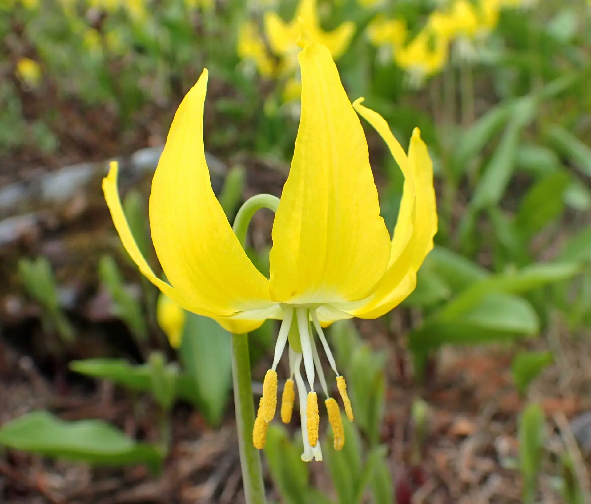 Glacier lily, a nodding yellow flower with swept-back petals and long pale stamens