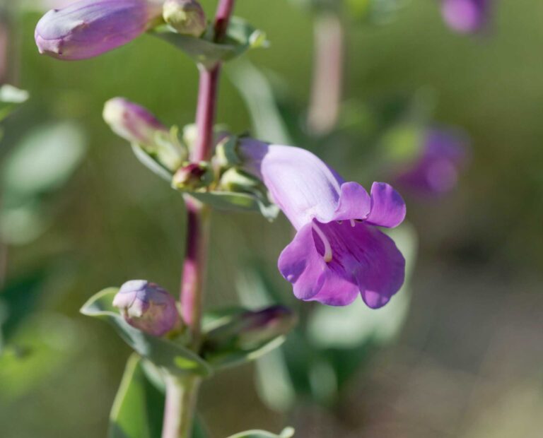 A Guide to Native Penstemons - The Plant Native