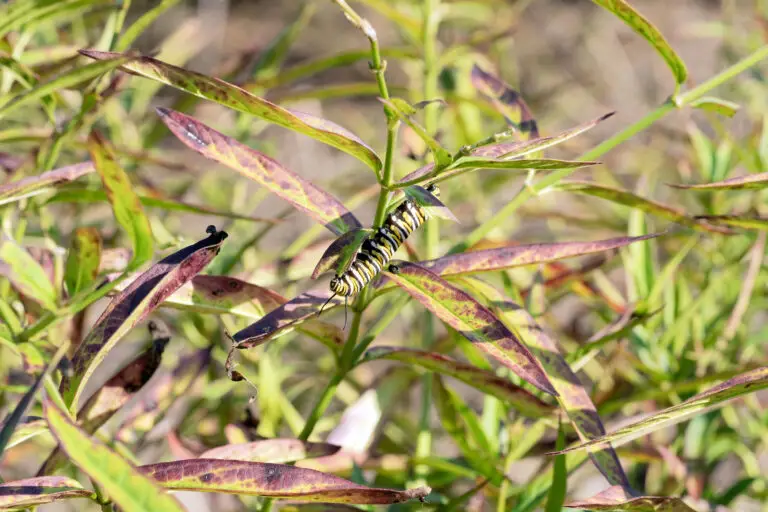 Monarch caterpillar with yellow, black and white stripes on a green stem among purple-tinged leaves on a plant edge.