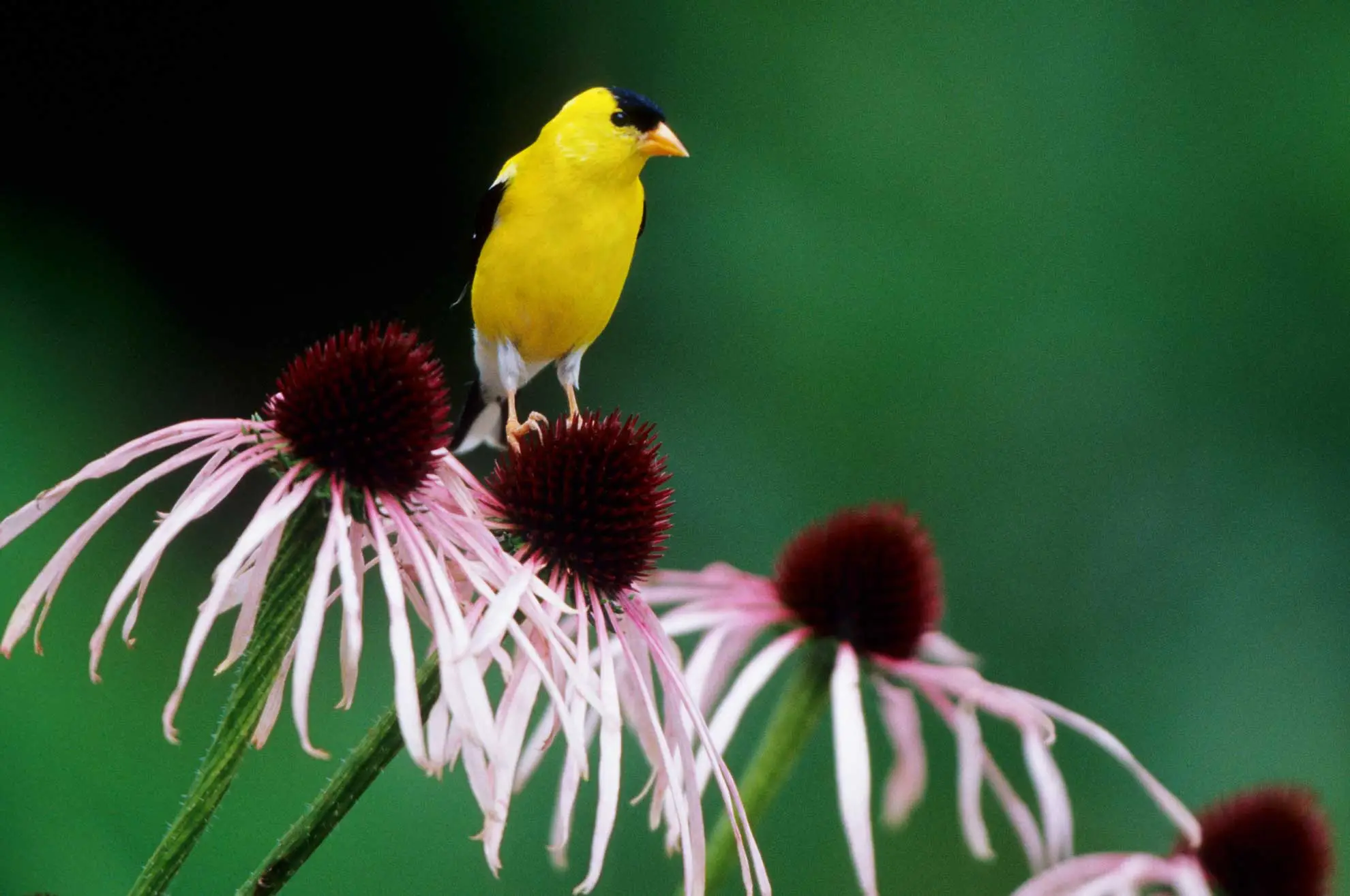 American goldfinch perched on a pale purple coneflower seed head