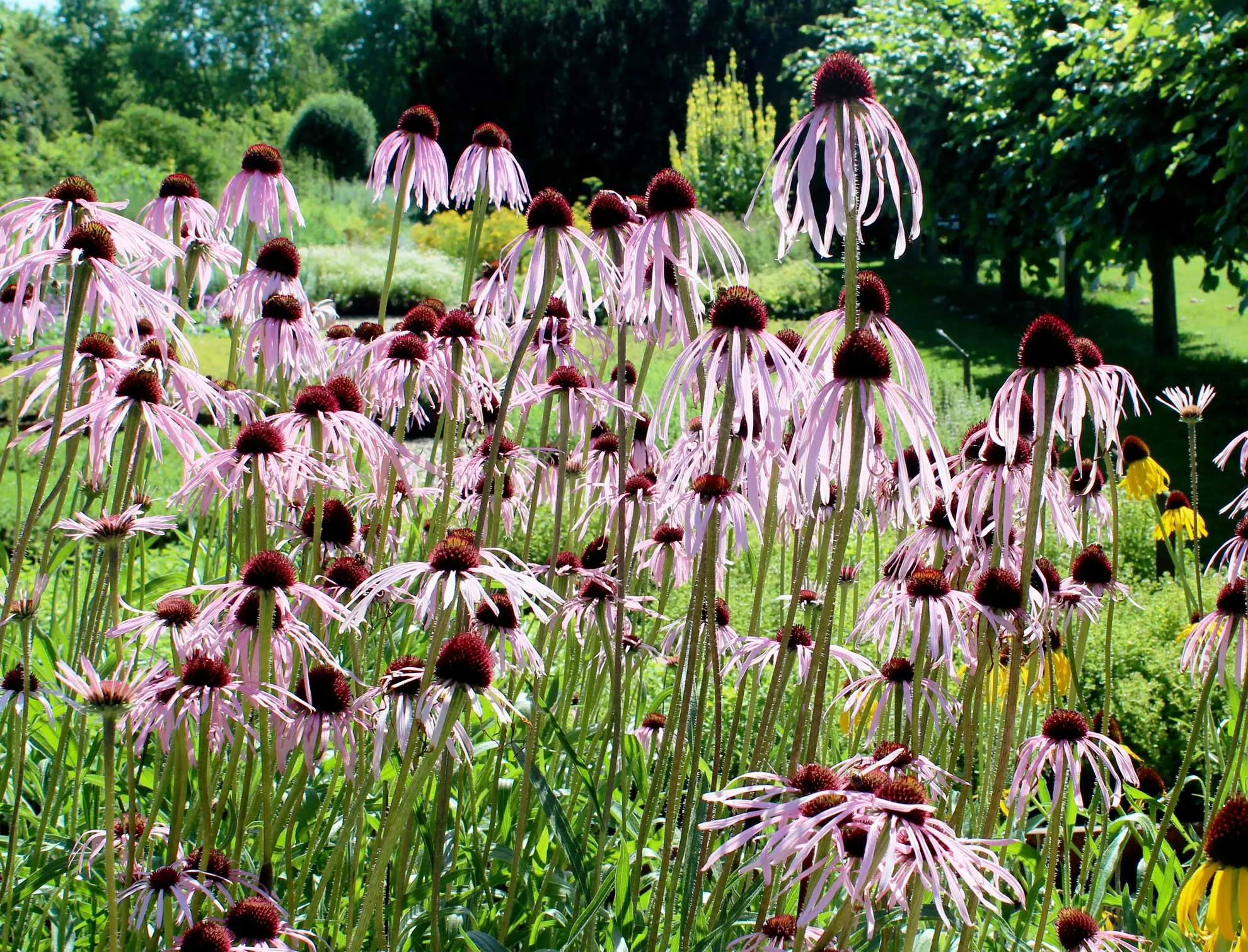 Pale purple coneflowers, drooping pink petals on tall stems in a sunny garden