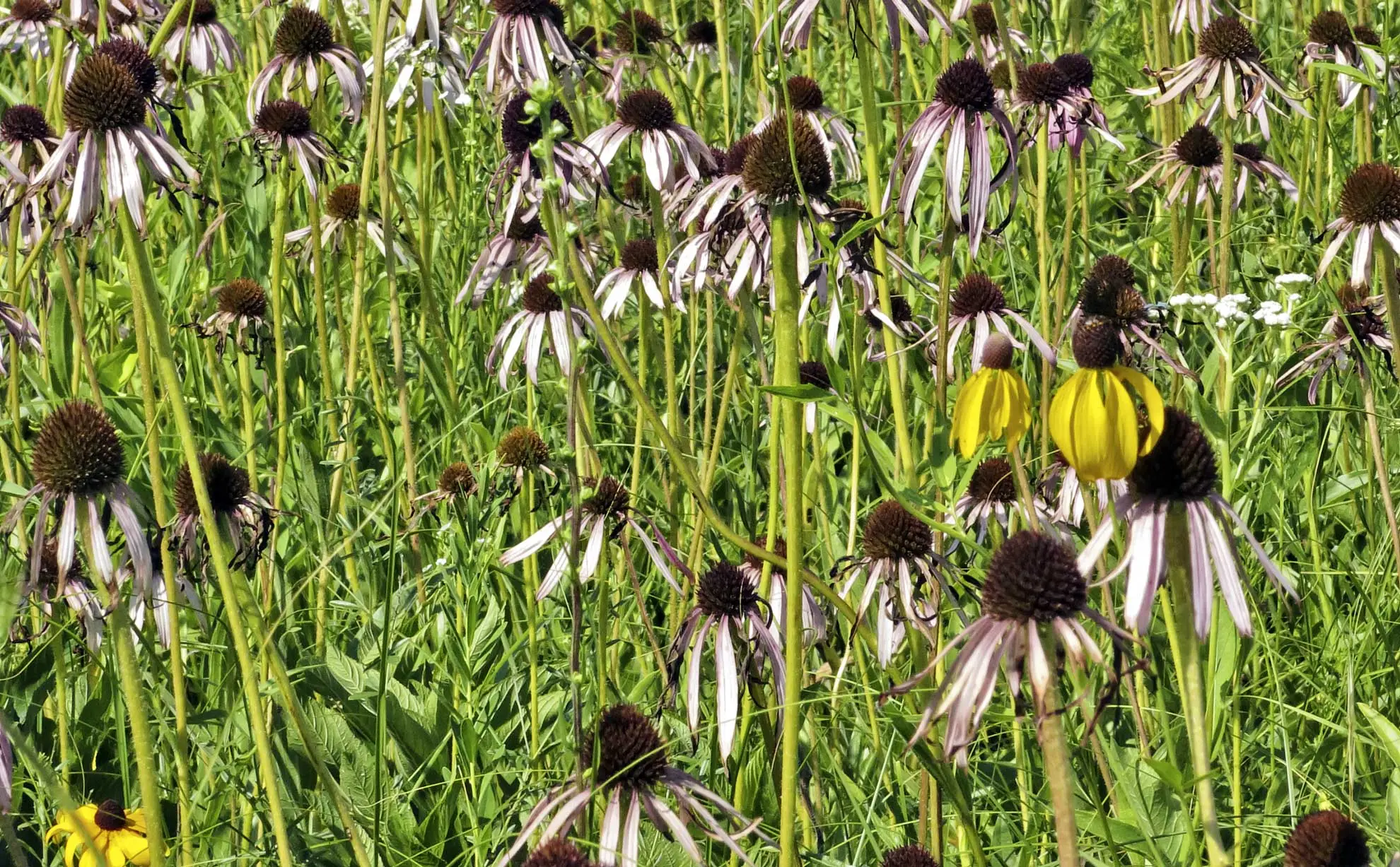 Pale purple coneflowers with a few yellow prairie coneflowers in a meadow