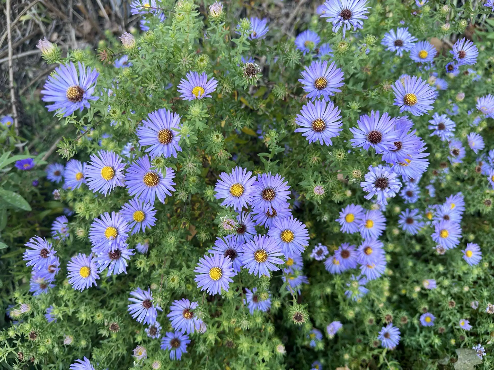 Daisies and Aster Bouquet Daisies and Aster Bouquet