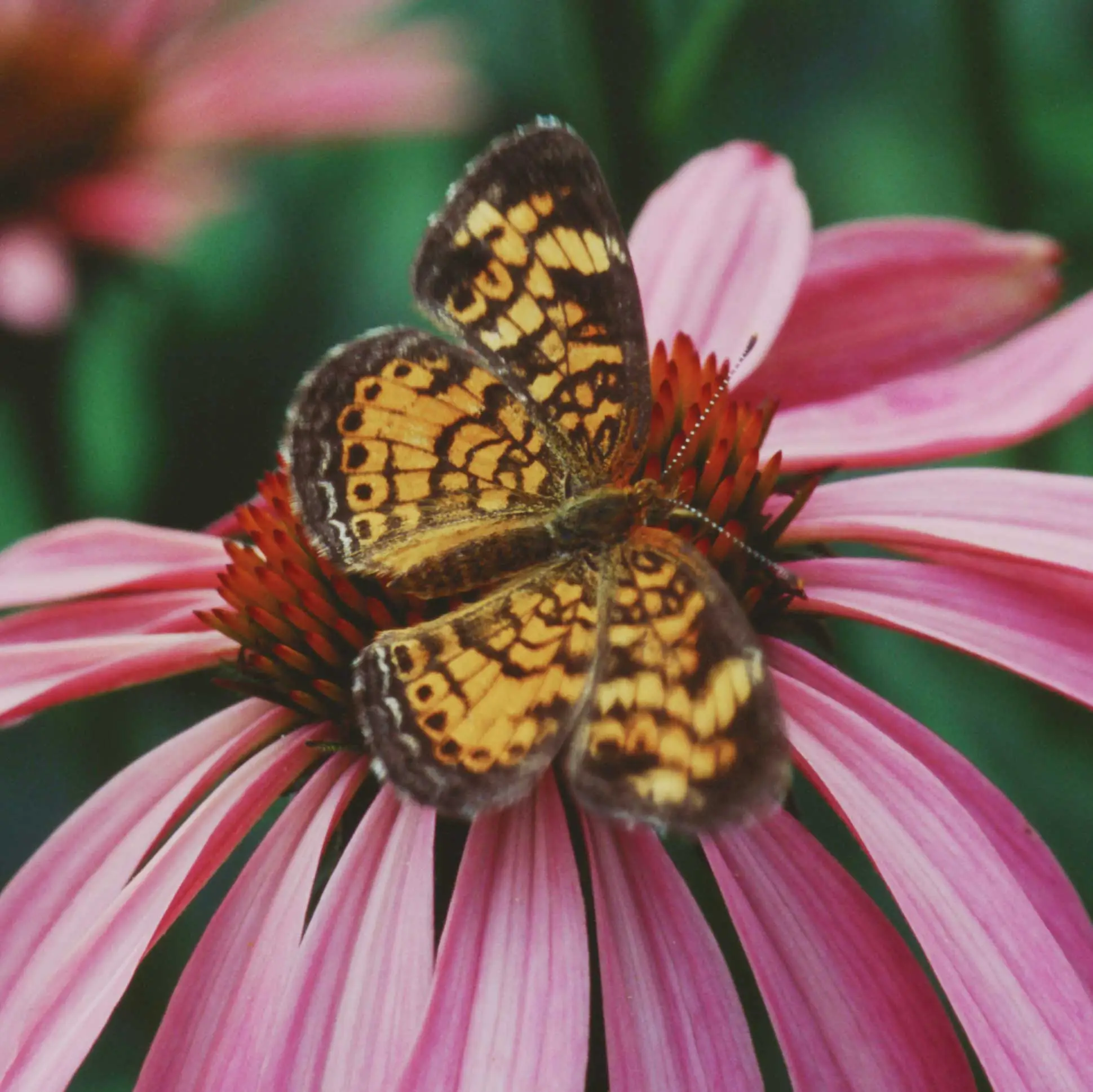 Silvery checkerspot butterfly on a pink coneflower