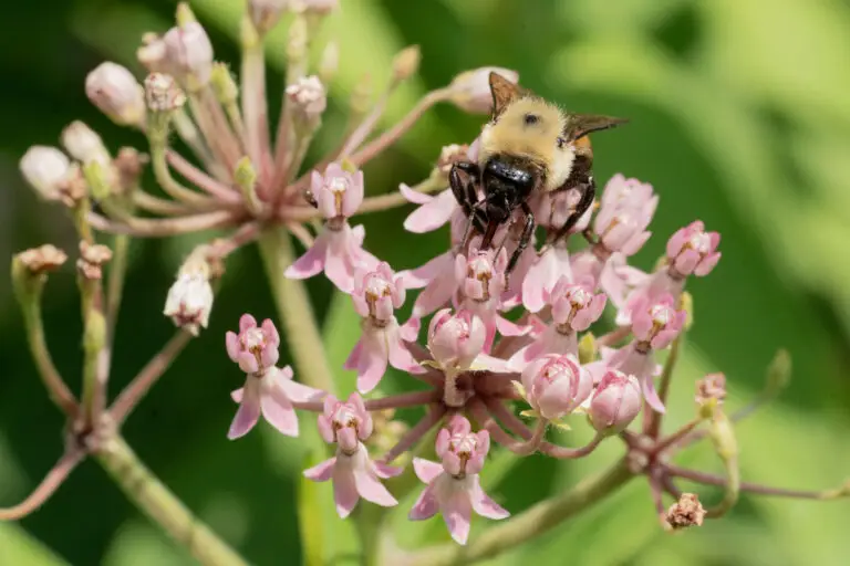 Bumblebee collecting nectar from pink flower clusters with a green blurred background