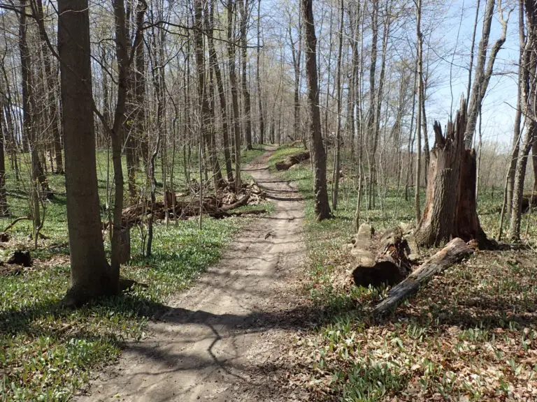 Dirt trail winding through a leafless forest with green ground cover and fallen logs nearby.