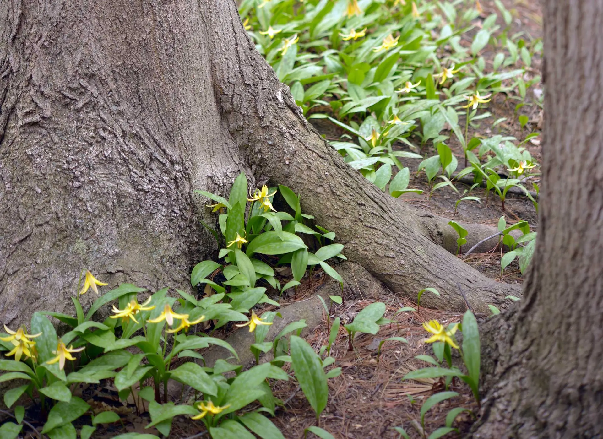 Trout lilies, yellow flowers and green leaves growing around the base of a large tree