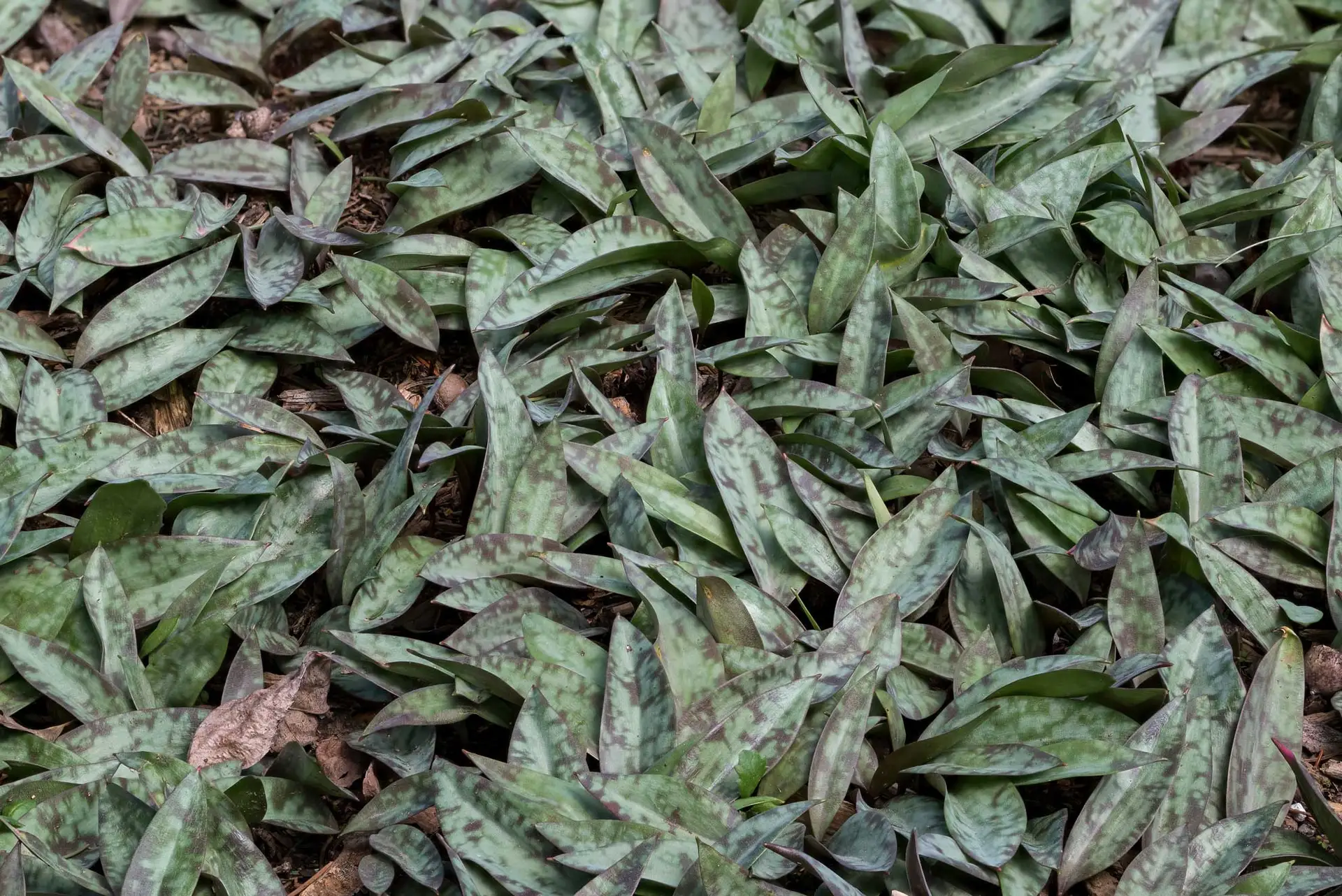 Trout lily leaves, a carpet of green leaves with maroon speckles like a trout’s skin