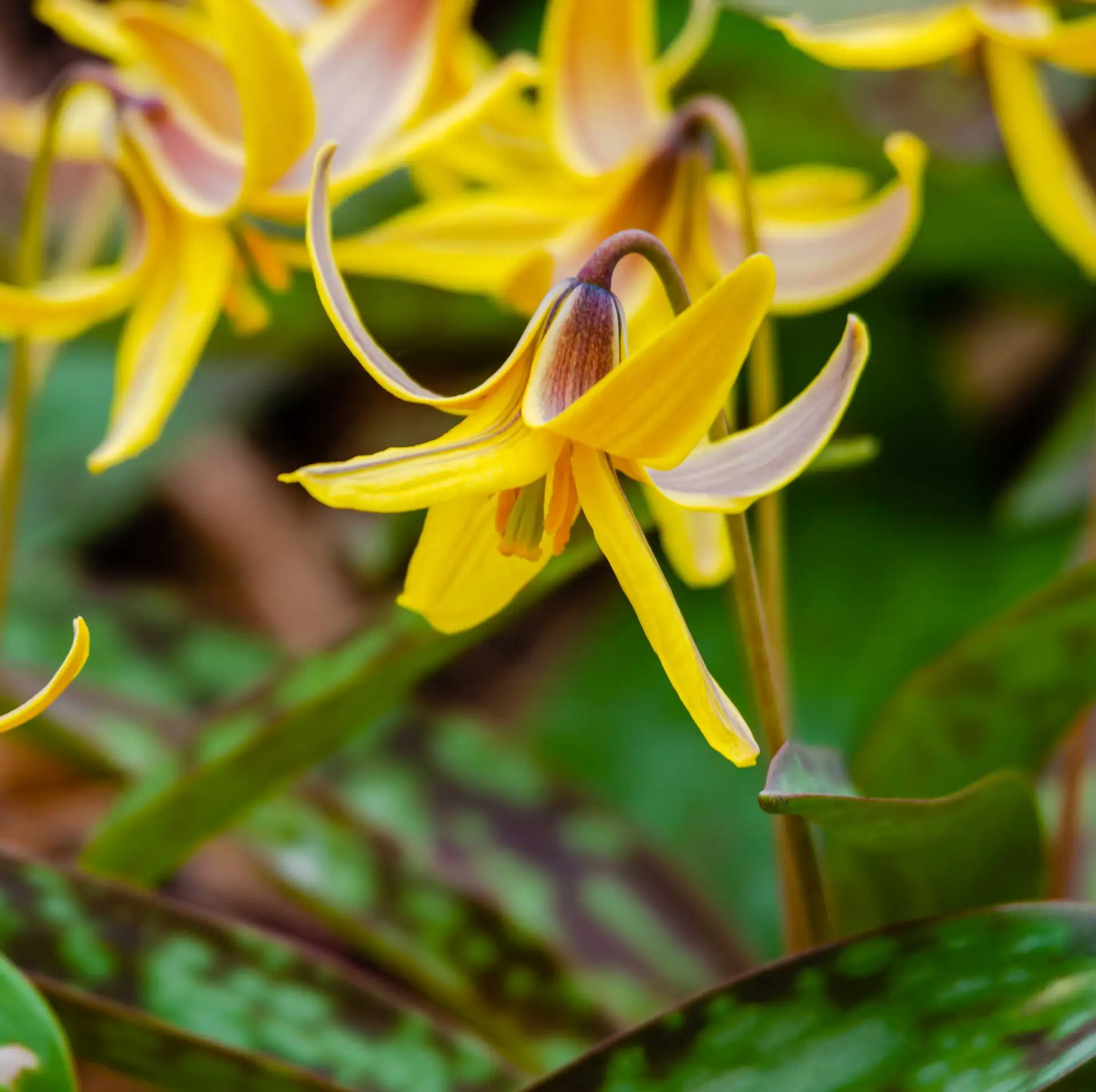 Trout lily, a nodding yellow flower with swept-back petals above mottled green and maroon leaves