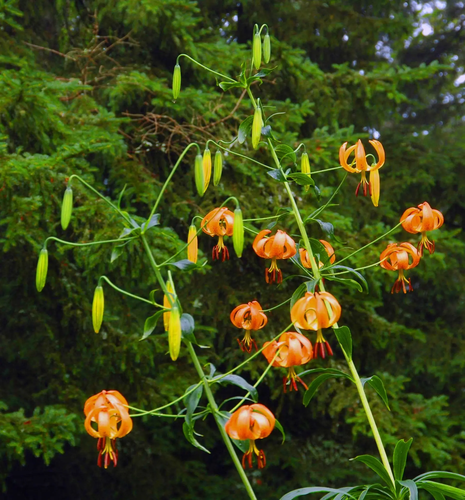 Turk’s cap lily, a tall plant hung with dozens of nodding orange flowers in front of evergreen trees