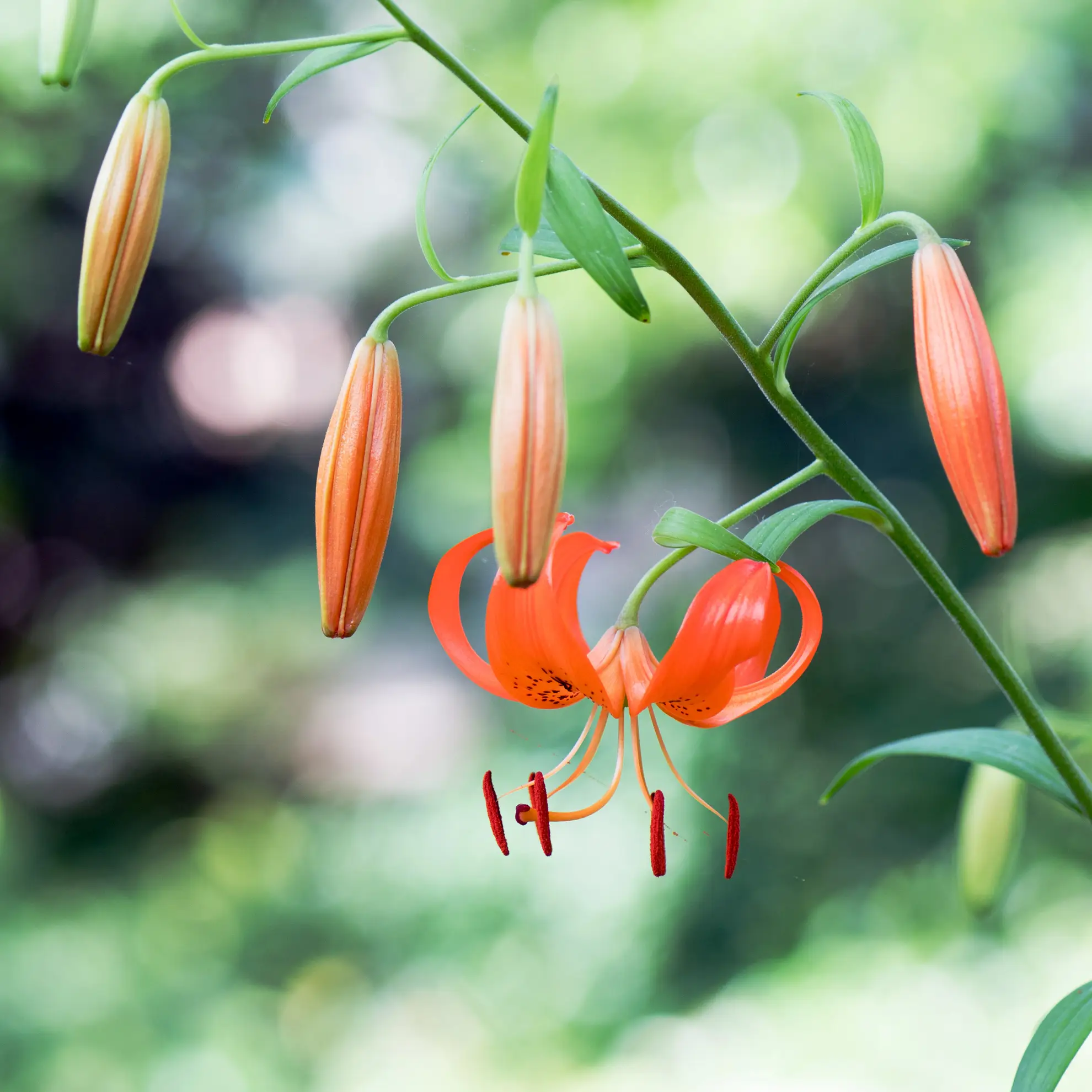 Turk’s cap lily, an orange flower with swept-back petals and dangling red anthers, among slender orange buds