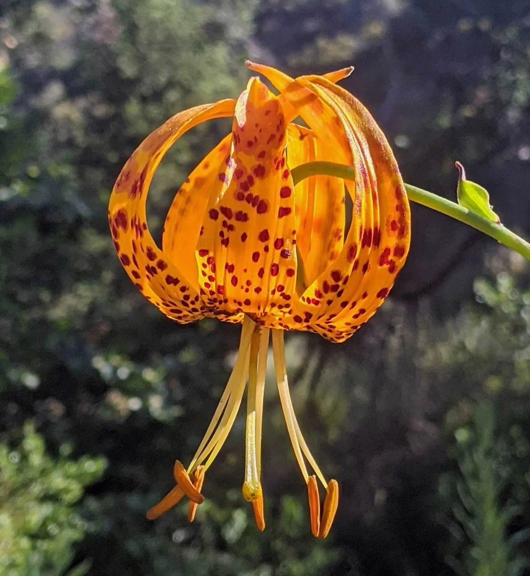 Wild tiger lily, a nodding orange flower with heavy maroon spots and swept-back petals