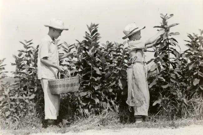 Two children in wide-brim hats pick tobacco leaves in a field, one holding a wicker basket for the harvest.