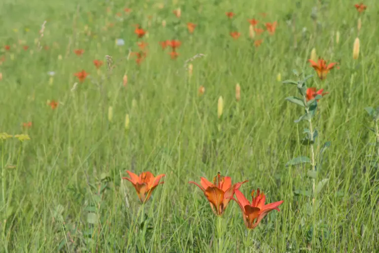 Orange lilies growing in a grassy meadow with a blurred green background, foreground blooms in focus