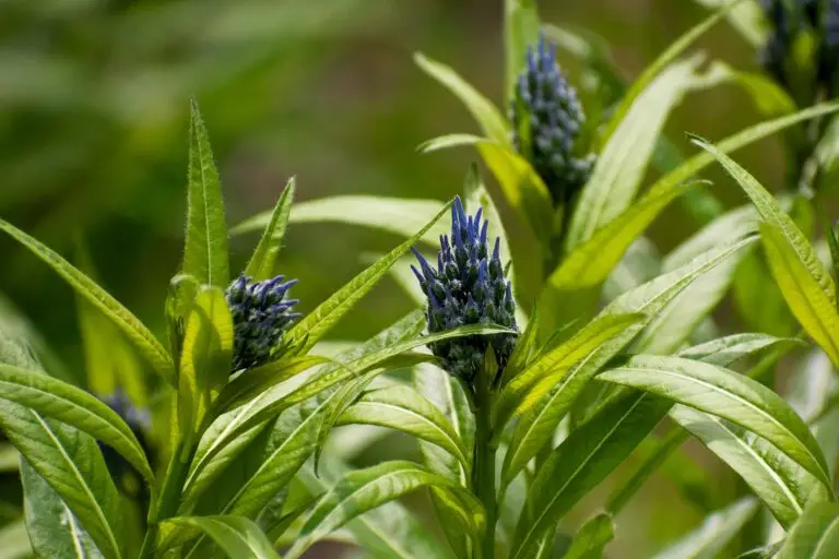 A photograph of native Amsonia flower buds emerging from verdant green leaves.