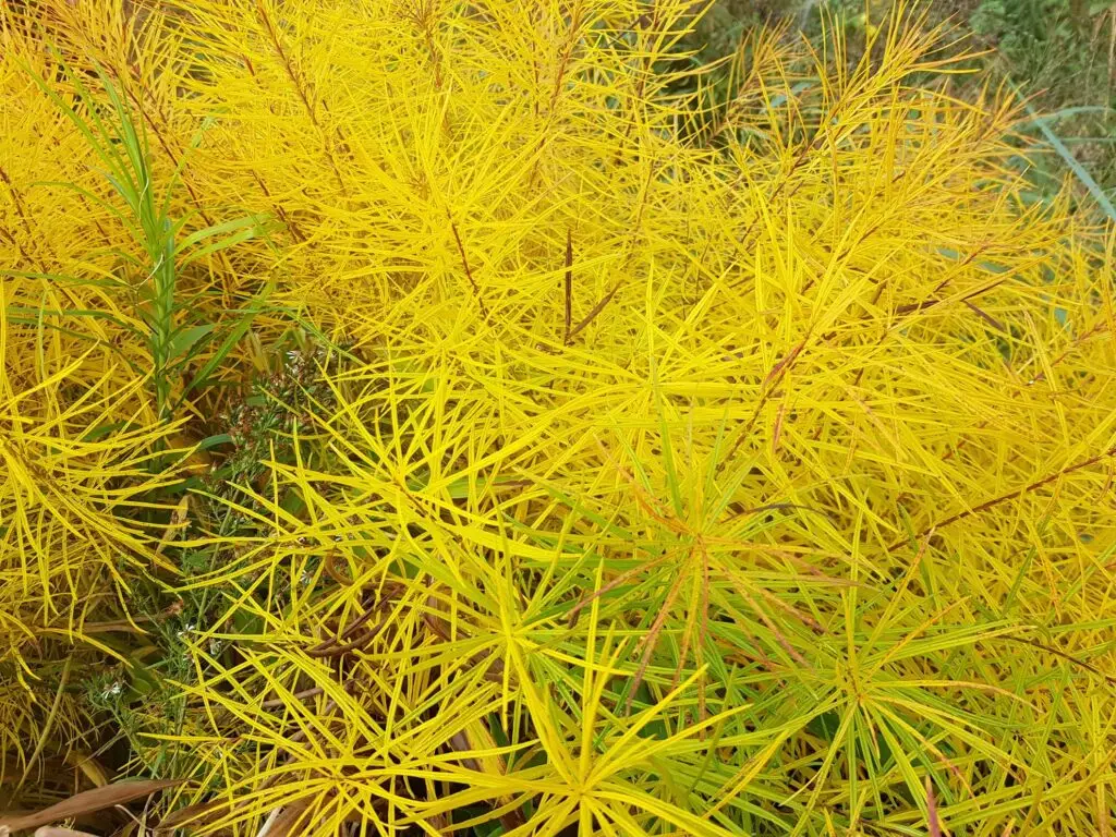 A photograph of the leaves of native Amsonia plants turning a bright yellow in the fall.