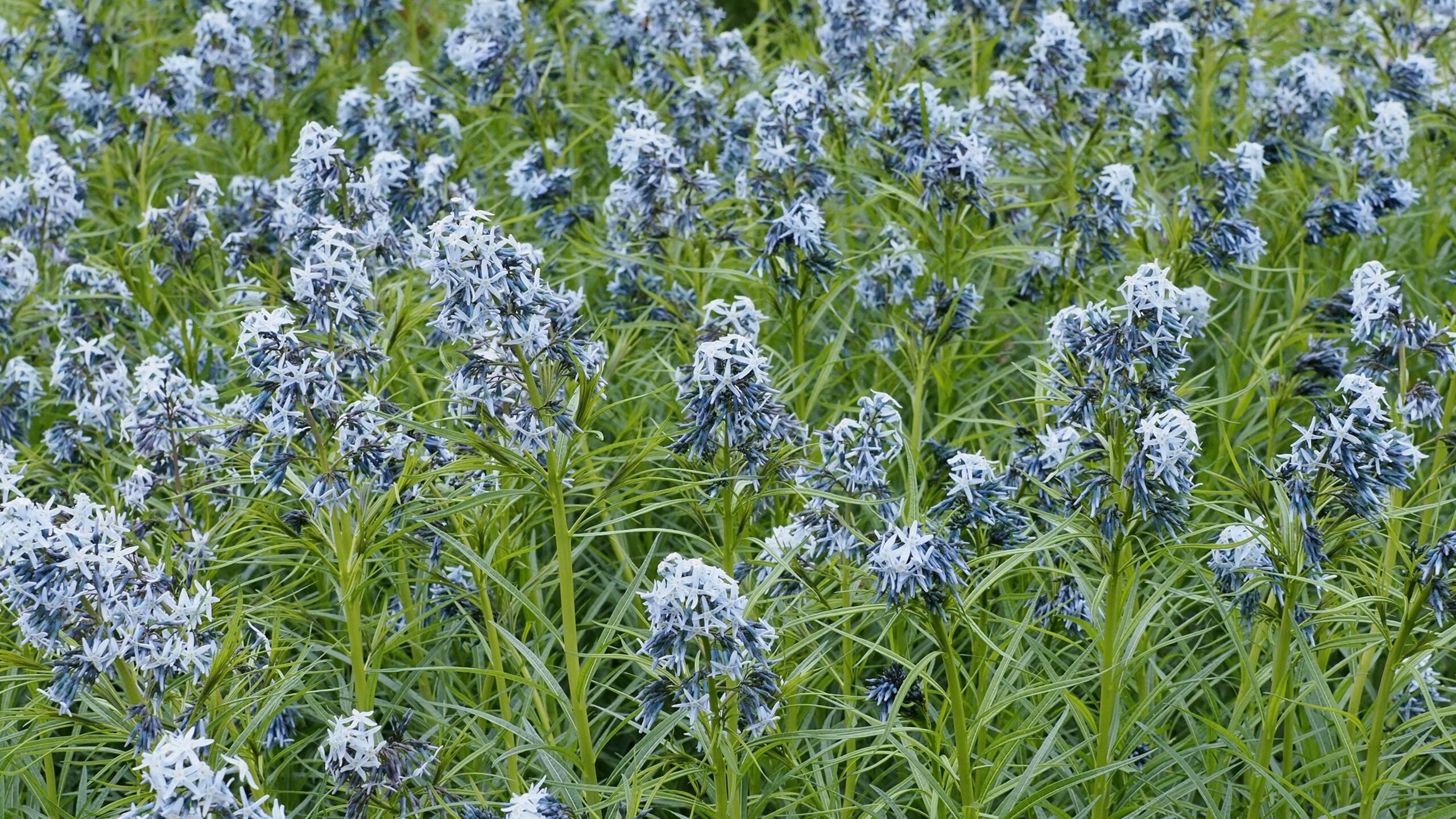 Amsonia, a sweep of pale blue star flowers on fine, narrow leaves