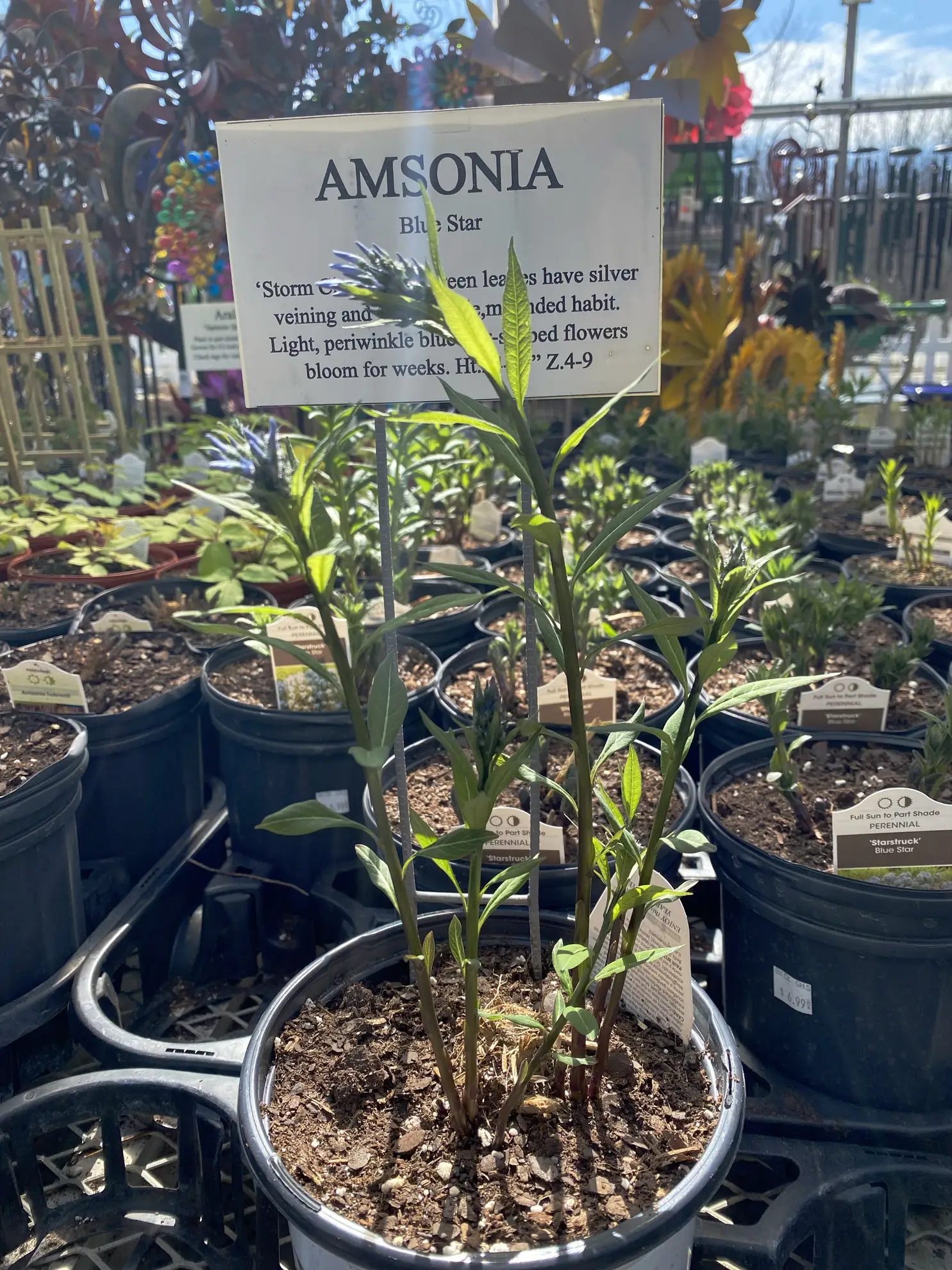 Young amsonia plants in nursery pots below an ‘Amsonia, Blue Star’ sign