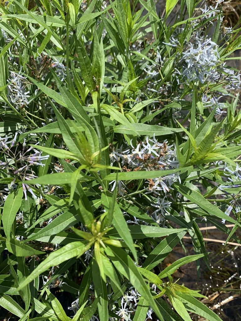 Shining bluestar, pale blue star flowers among glossy, wavy-edged leaves