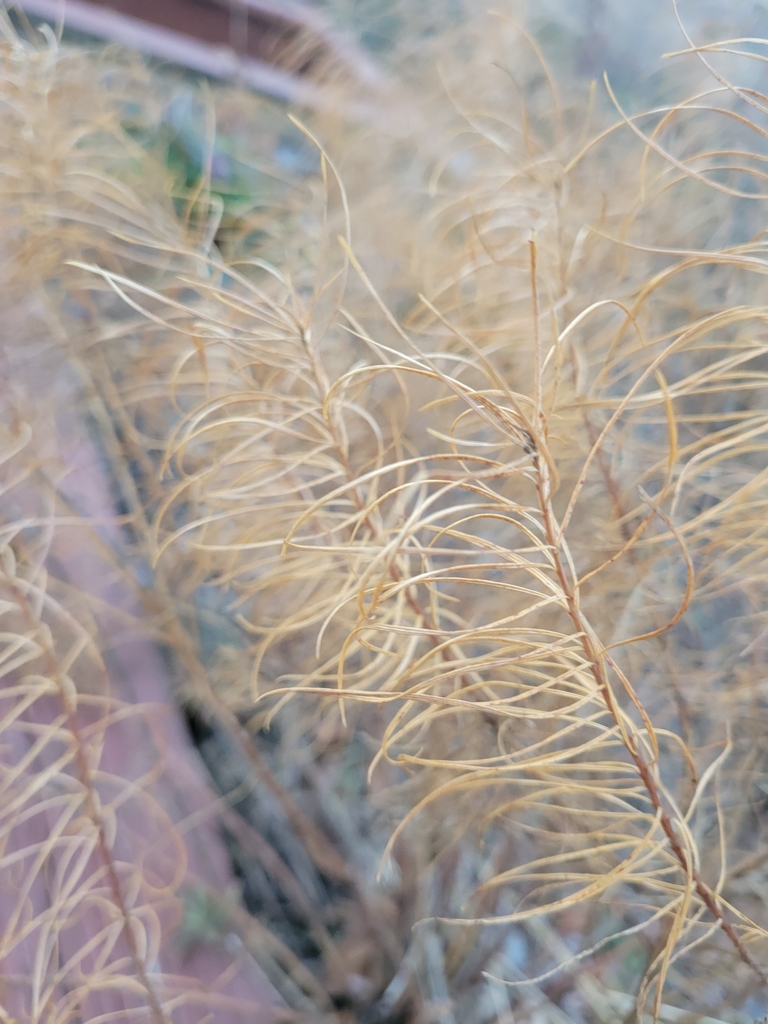 Arkansas bluestar in December, a tangle of thread-thin stems faded to pale straw