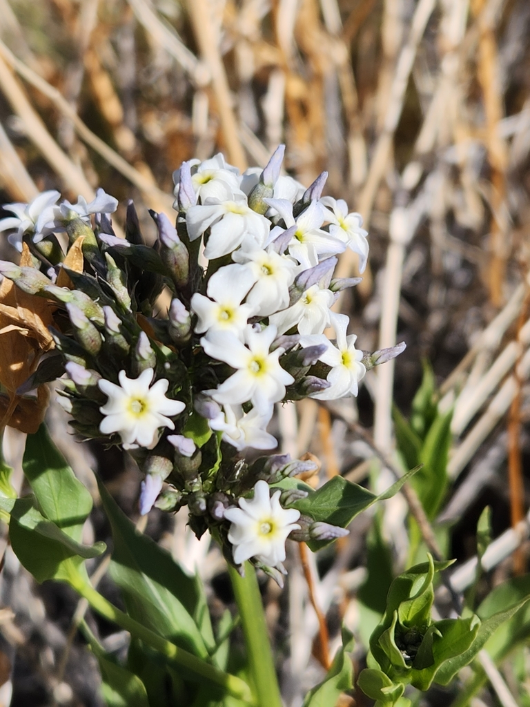 Woolly bluestar, a cluster of white star flowers on a low desert plant