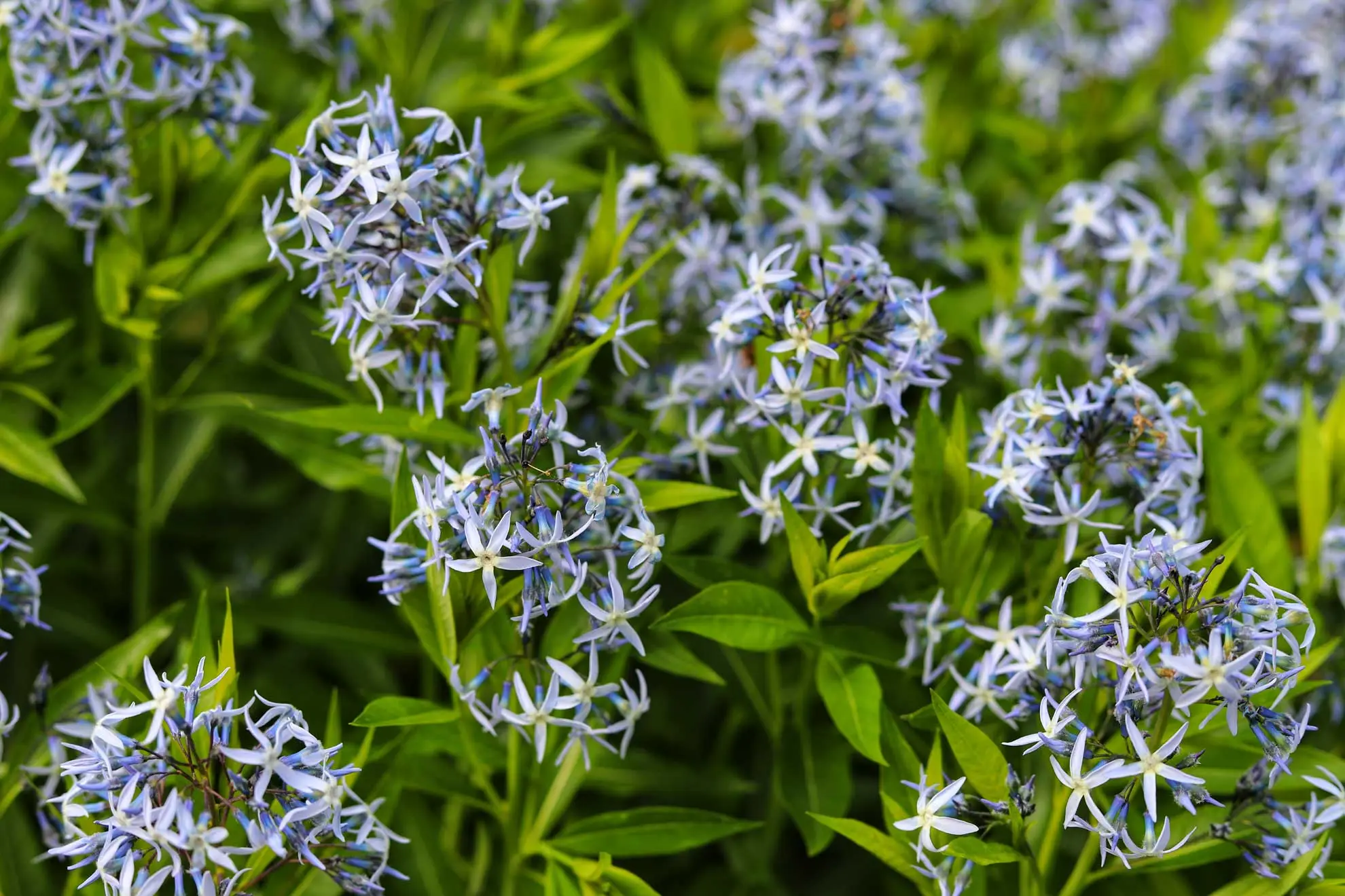A photograph of several native Amsonia flowers in bloom, with their bright green leaves giving contrast to the blue flowers.