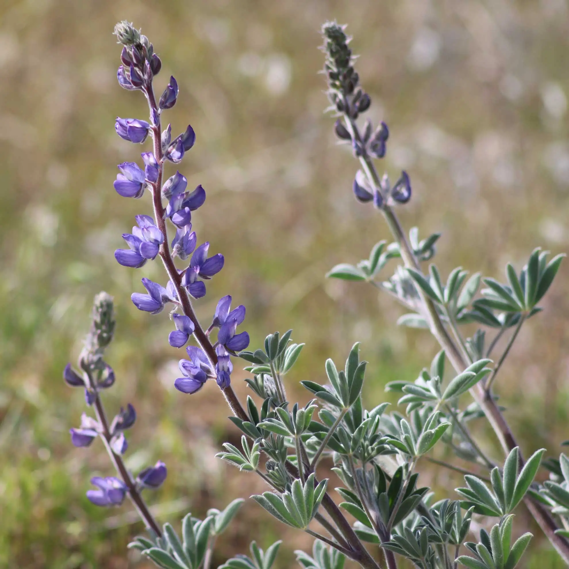 Broadleaf lupine, slender spikes of violet flowers above silvery leaves
