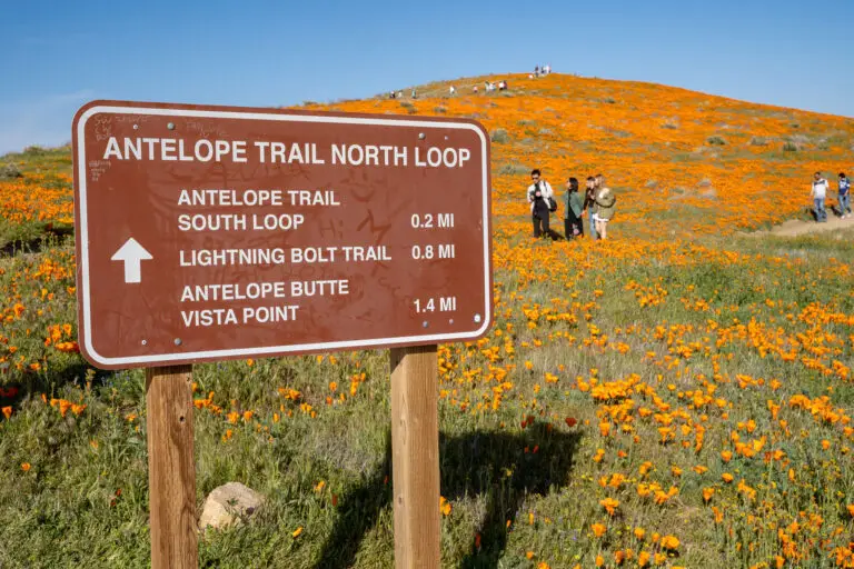 Trail sign for Antelope Trail North Loop with distances, set among a hill of orange wildflowers and distant hikers under a blue sky