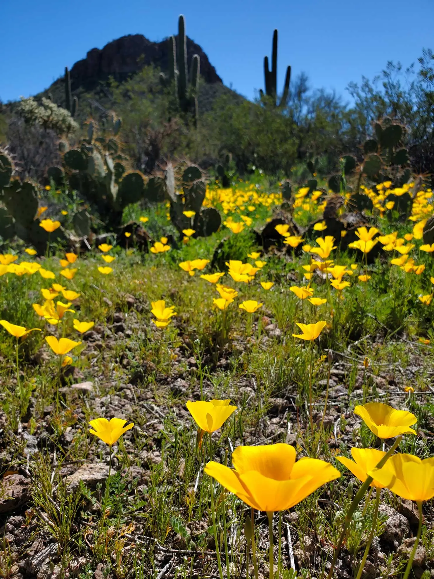 California poppies blooming gold in the Sonoran Desert, with saguaros and prickly pear behind