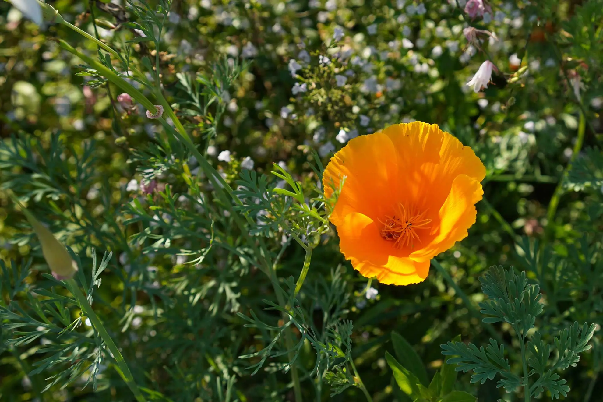 California poppy, a single orange flower above feathery leaves