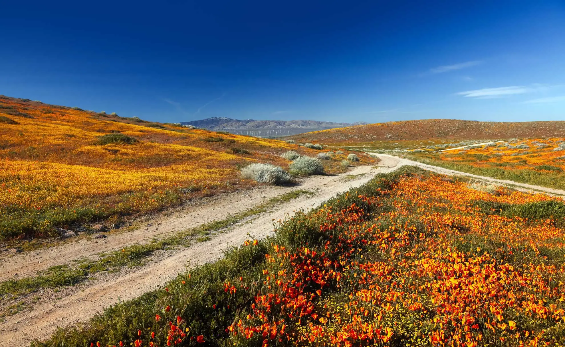 California poppy superbloom, orange and gold hills on both sides of a dirt road