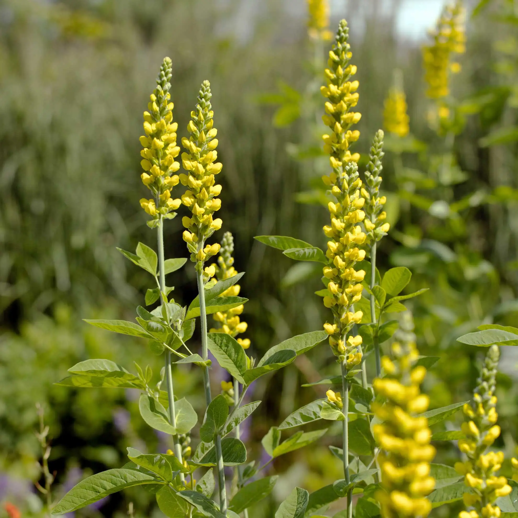 Carolina lupine, tall spikes of bright yellow flowers