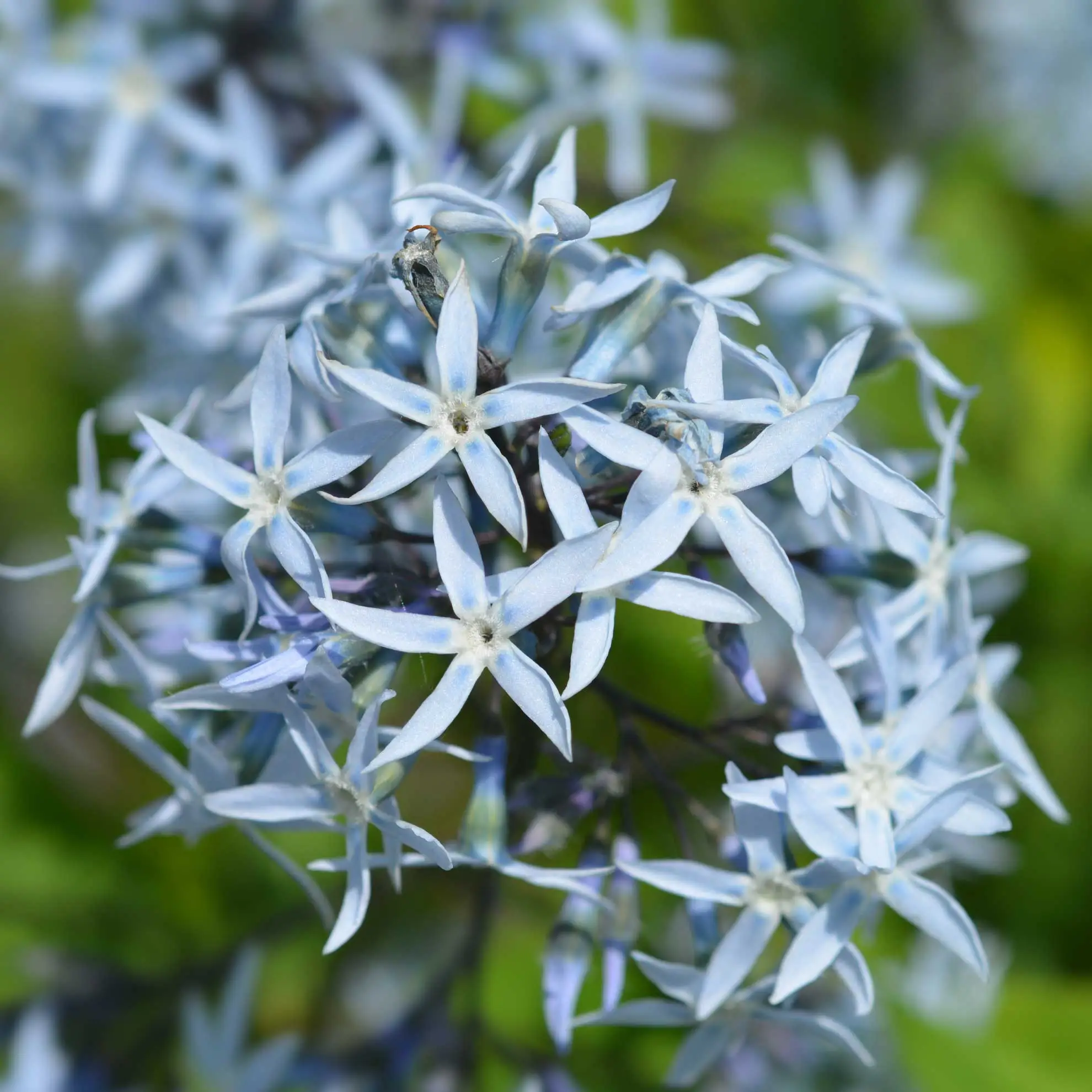 Eastern bluestar, pale blue star-shaped flowers up close