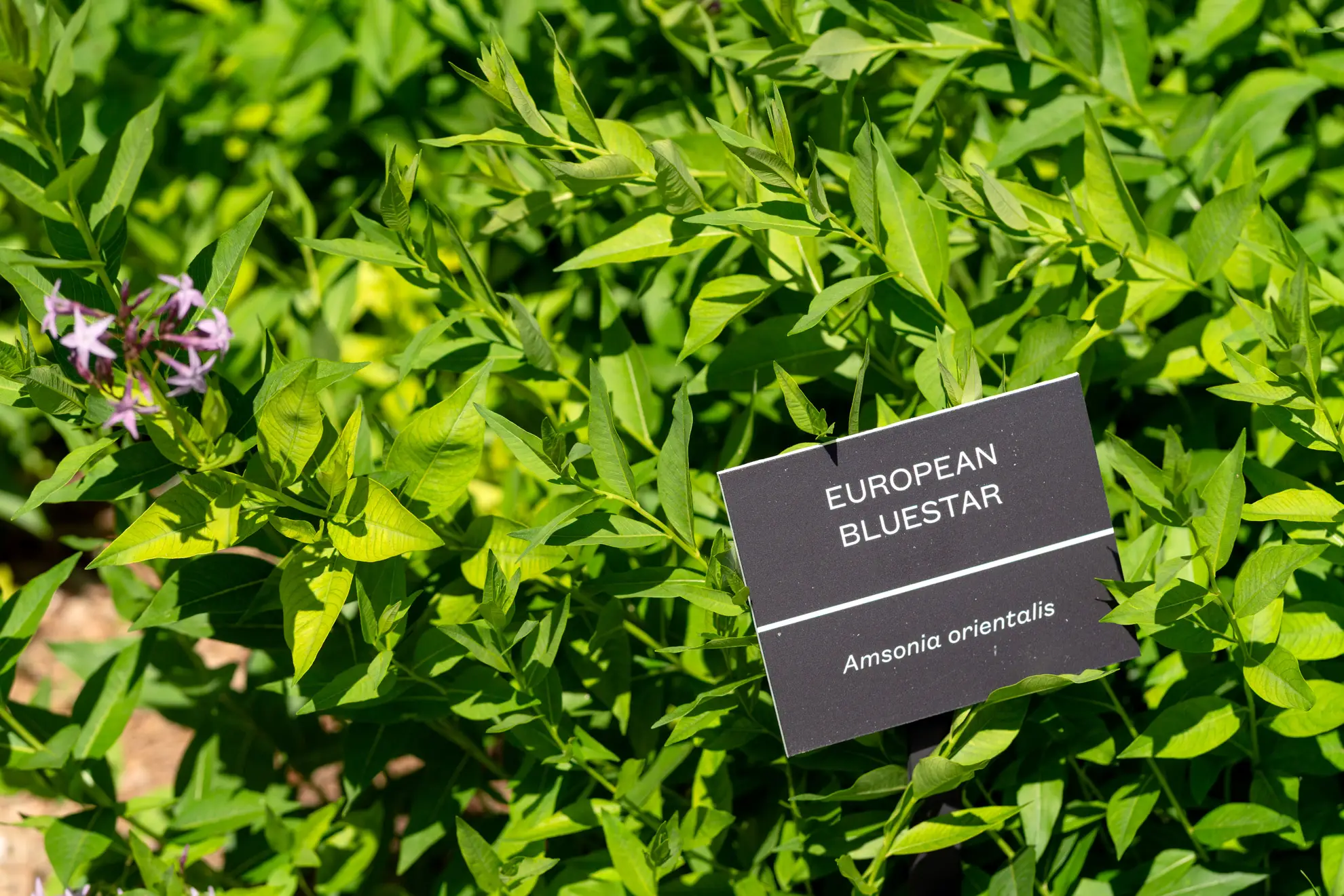 European bluestar, a green shrubby plant with a few lilac flowers and a ‘European Bluestar’ sign