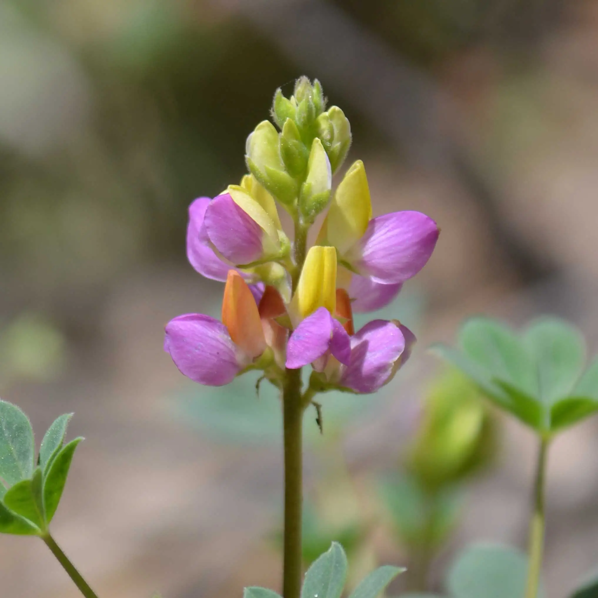 Harlequin lupine, a small cluster of pink and yellow flowers