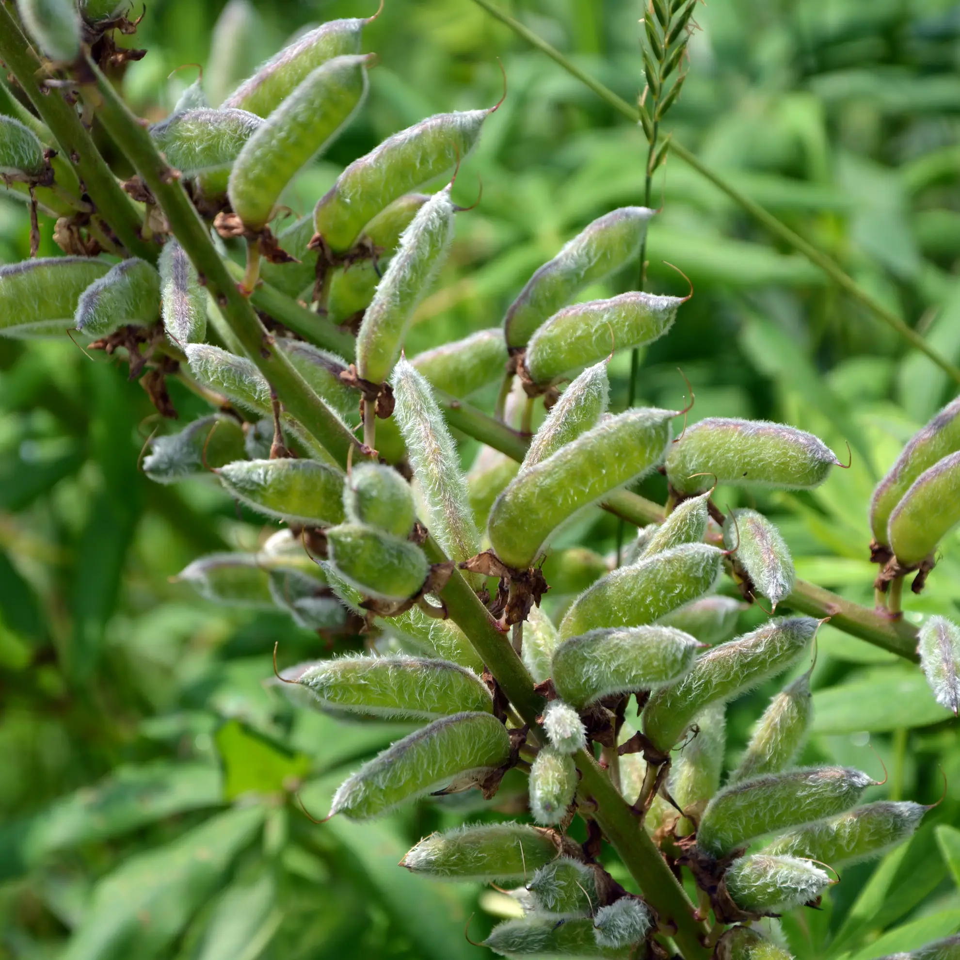 Lupine seed pods, fuzzy gray-green pods packed along a stem