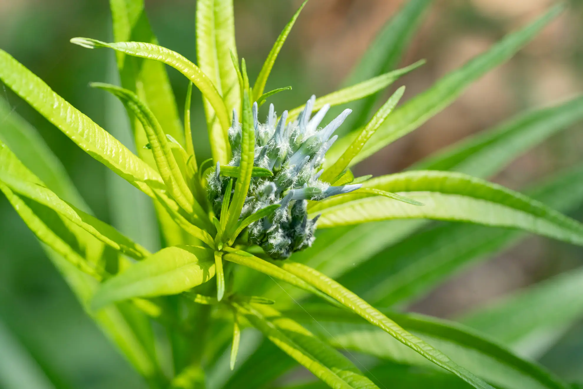Amsonia buds up close, a tight blue-tipped cluster among narrow leaves
