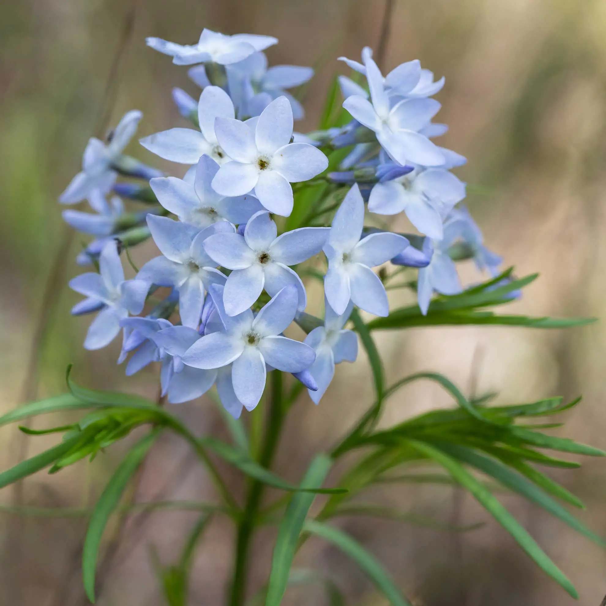 Fringed bluestar, a cluster of pale blue star flowers over thread-thin leaves
