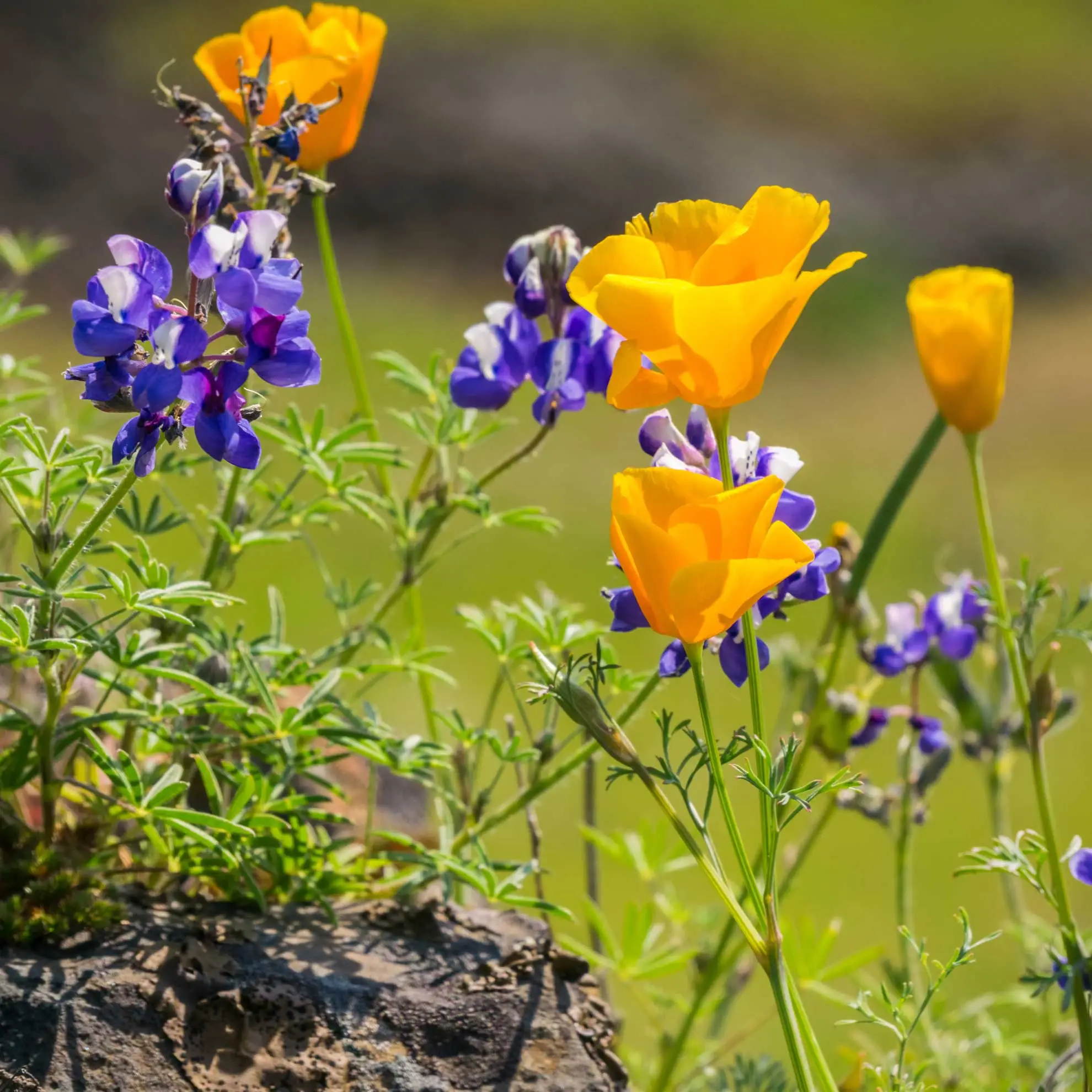 Sky lupine’s purple flowers mixed with bright orange California poppies