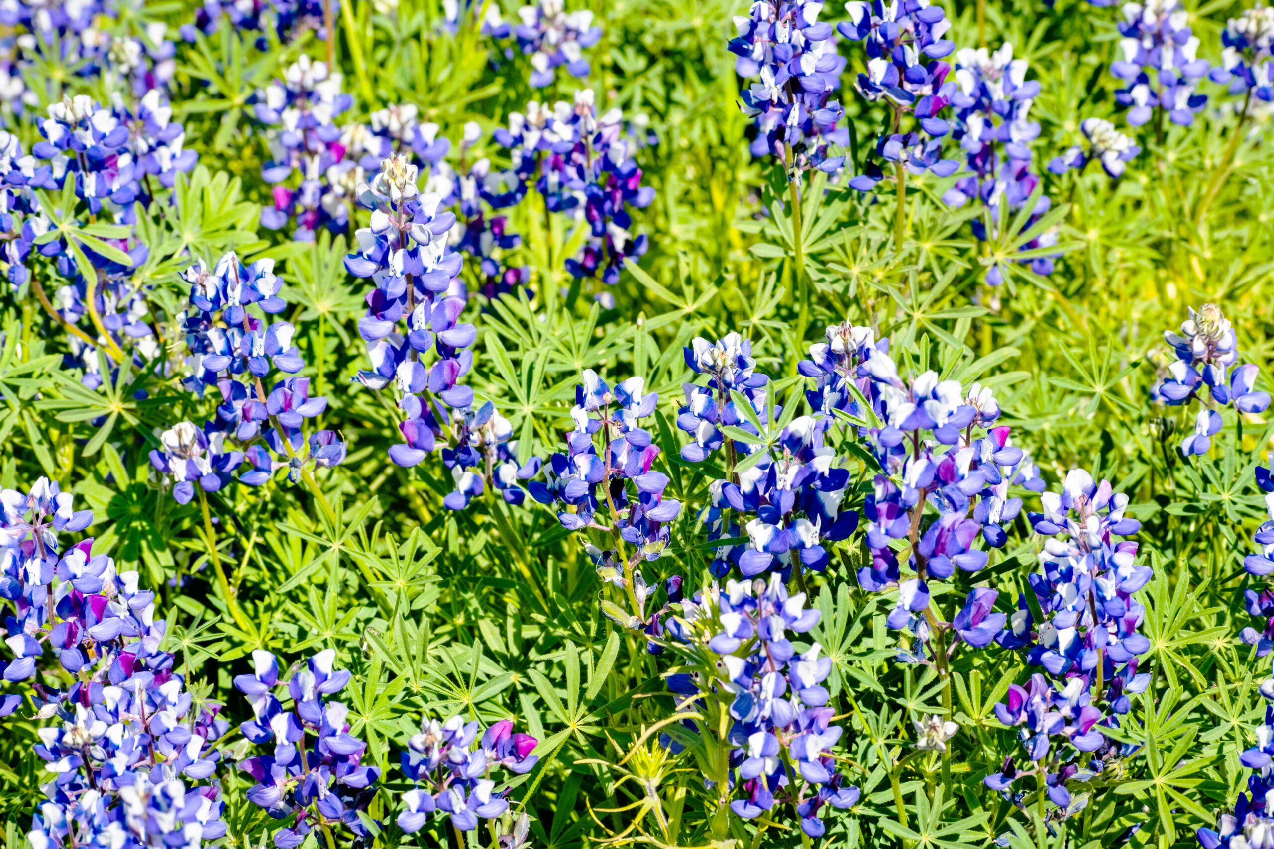 Sky lupines up close, blue and white flower clusters over fan-shaped leaves