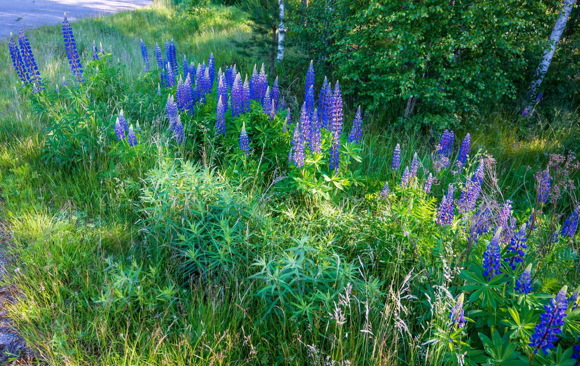 Tall blue and purple lupine spikes growing along a grassy roadside