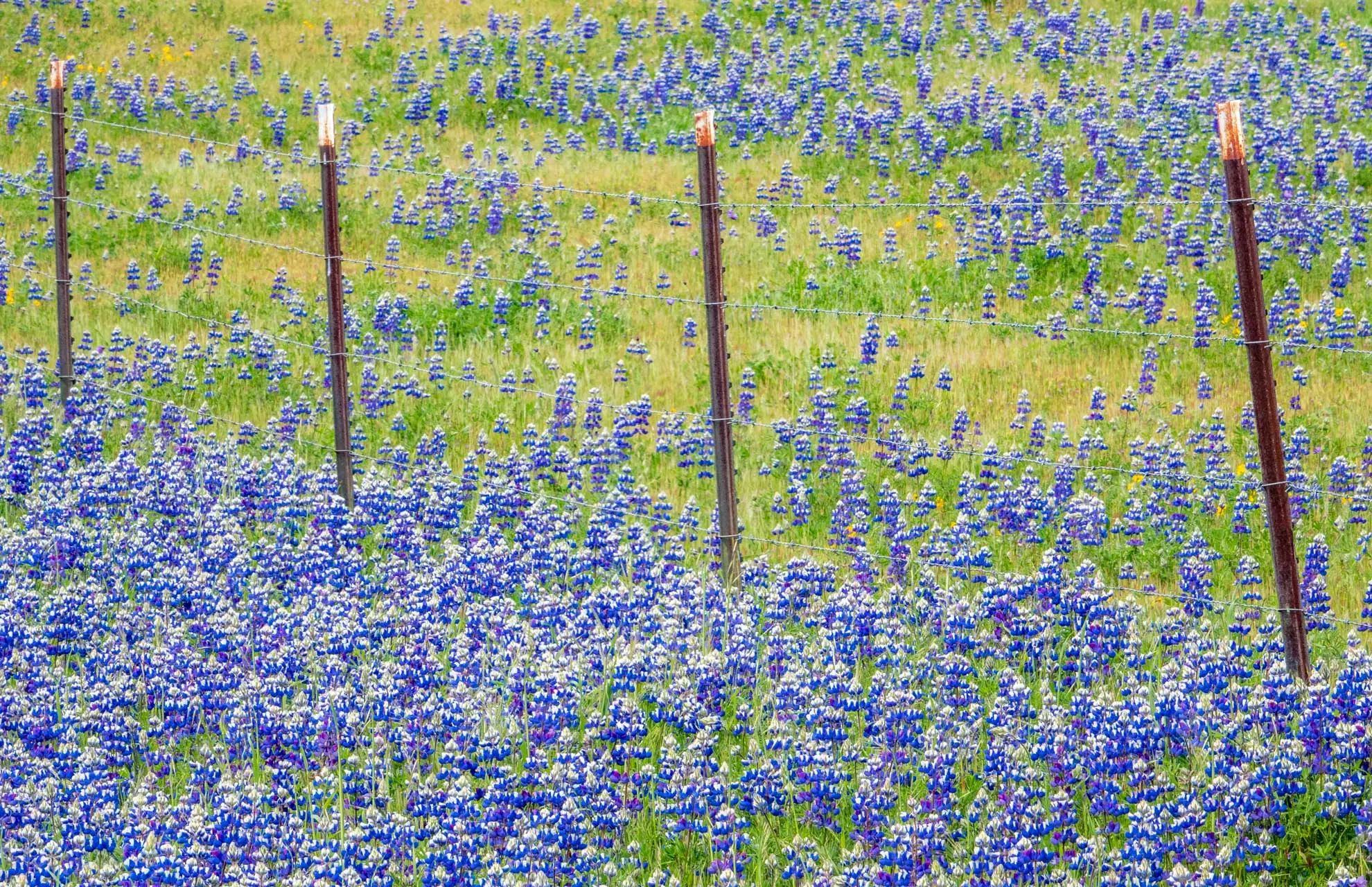 Sky lupines carpeting a field in blue behind a row of old fence posts