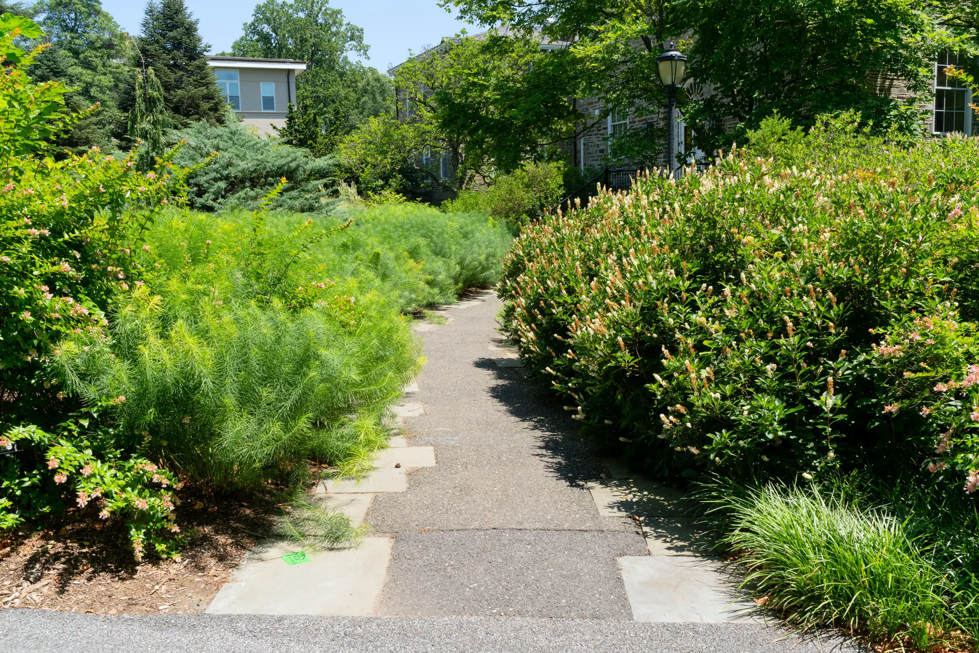 Amsonia lining a walkway at Swarthmore, with Virginia sweetspire on the other side