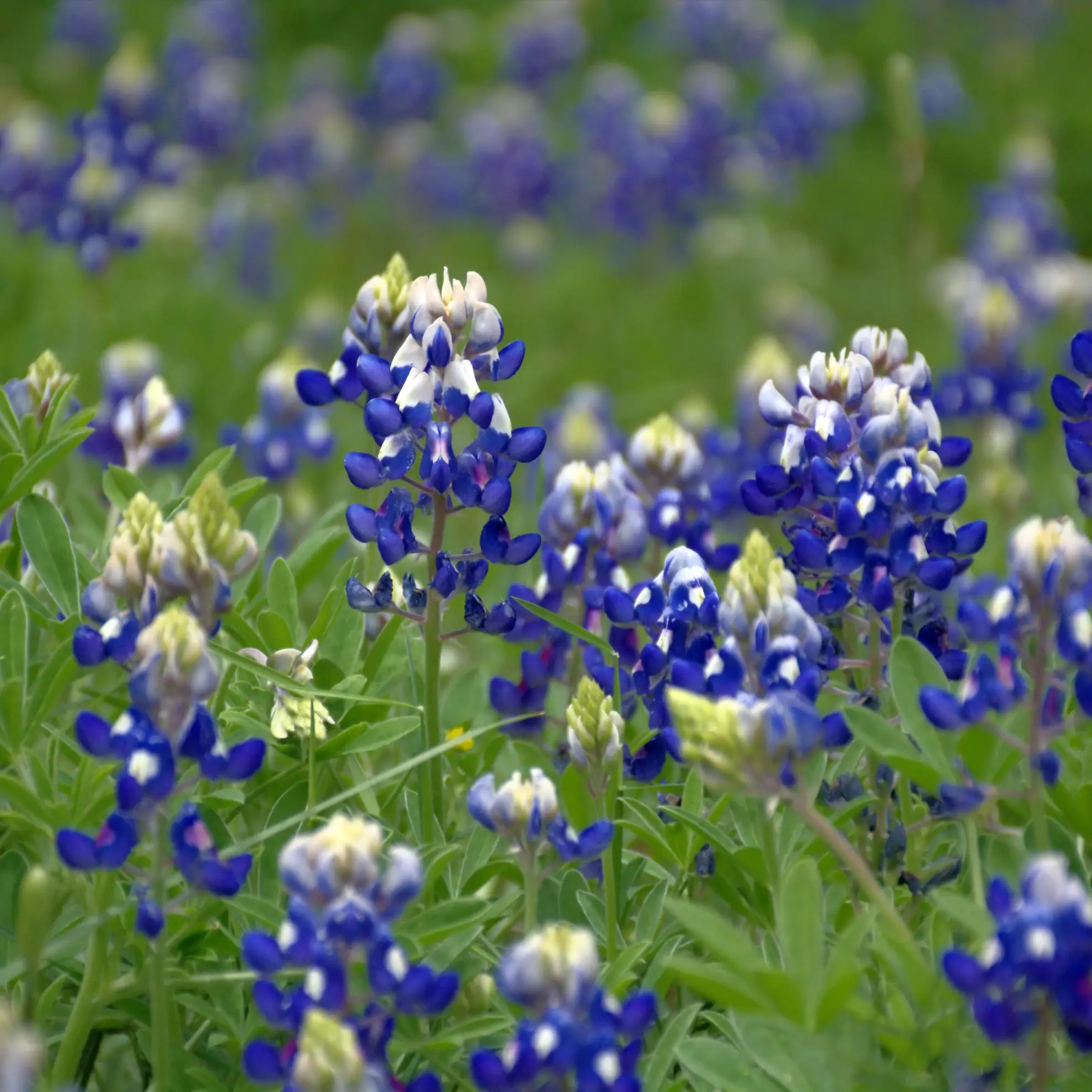 Texas bluebonnets, deep blue flower clusters with white tips