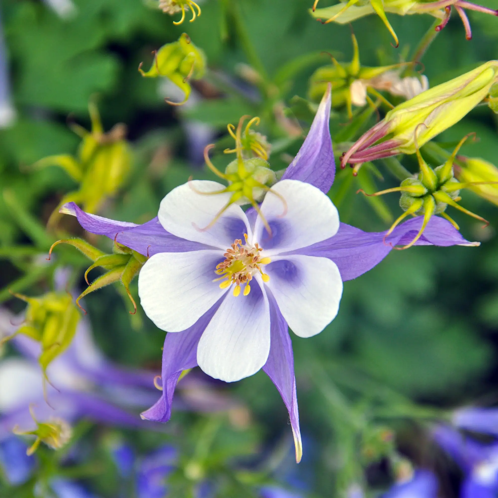 Blue columbine, a white and lavender-blue flower with long spurs