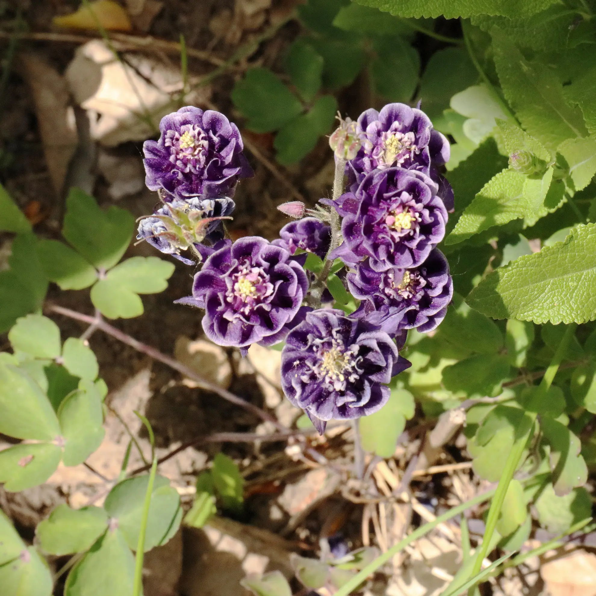 Double-flowered columbine cultivar with ruffled dark purple and white flowers